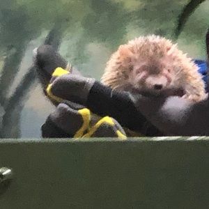 Meet your Posher, Gerald